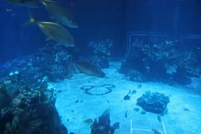 The Living Seas Aquarium Hidden Mickey